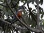 Day04 - 08 * Ringed Kingfisher